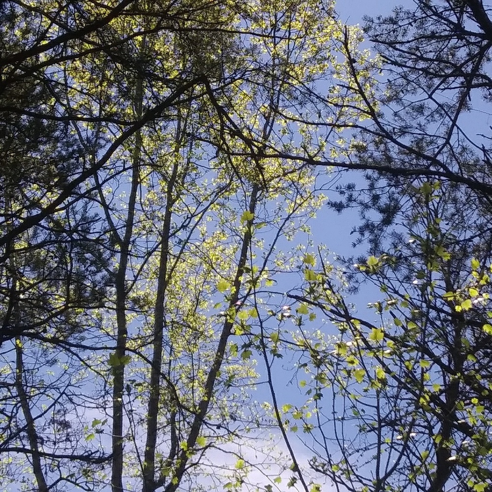 Meet your Posher, Connie